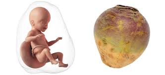 Approximately how far along are you? Due Date Calculator How Many Weeks Am I Pregnant