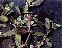 Image result for Bergia salaria