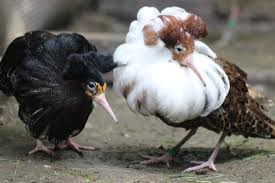 The ruff family name was found in the usa, the uk, canada, and scotland between 1840 and 1920. A Supergene Underlies Genetic Differences Sexual Behaviour In Male Ruff