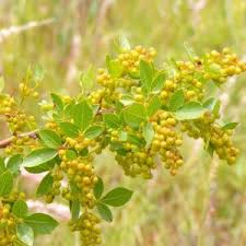 Image result for Searsia rehmanniana