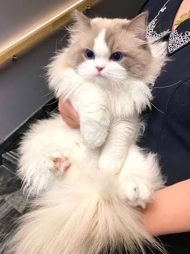 British Shorthair companion