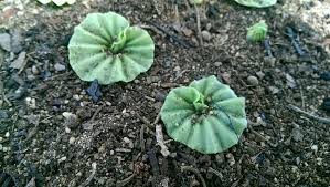 Image result for Nervilia crociformis