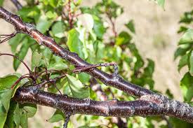 Image result for pruning plum trees