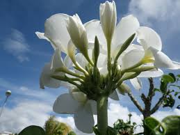 Image result for Dovyalis lucida