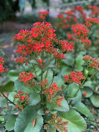 Image result for Kalanchoe blossfeldiana
