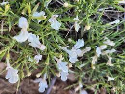 Image result for Stachys pseudonigricans