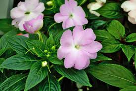 Image result for Impatiens burtonii