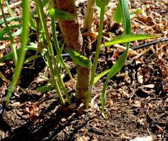 A seedling avocado can take 10 or more years to fruit. Fruit Tree Suckers How To Identify And Get Rid Of Them