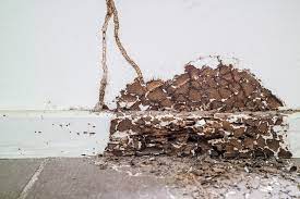 He made his official premiere in the netflix original series in the episode titled the new hire named anai. Damaged Wall Caused By Termites Iproperty Com My