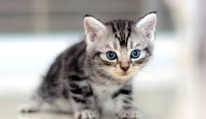 This Is Such A Sweet Little American Shorthair Kitten They Re So Inquisitive Curio American Shorthair Cat American Bobtail Cat American Shorthair Kitten