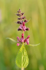 Image result for Stachys aculeolata