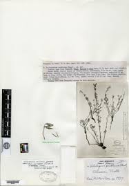 Image result for Euploca katangensis