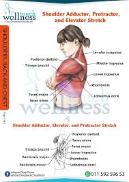 Pin By Catherine Holloway On Exercise Stretching Yoga Anatomy Muscle Anatomy Latissimus Dorsi