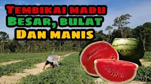 Tanaman tembikai has 17,507 members. Tembikai Bocci Semangka Cara Besarkan Buah Tembikai Perlu Kahwinkan Bunga Youtube