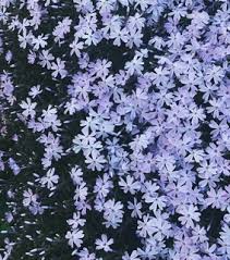 Explore tumblr blogs with no restrictions, modern design and the best experience. Periwinkle Images On Favim Com