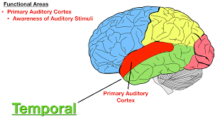 The auditory cortex was previously subdivided into primary (a1) and secondary (a2) projection areas and further association areas. Lobes Of The Brain Cerebral Cortex Anatomy Function Labeled Diagram Ezmed
