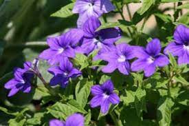 Tra le piante rampicanti spicca la fantastica brasiliana bouganvillea con fiori di colore fucsia, arancio, bianchi e viola. Browallia Pianta Con Fiori Decorativi Verdeblog