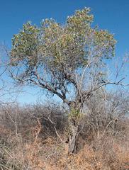 Image result for Ozoroa okavangensis