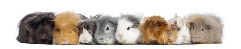 What size cage does a guinea pig need. Guinea Pig Cages How Much Space Do They Need Small Pet Select