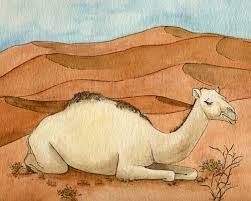 Dromedary seasonal sexual behaviour is very variable due to the wide geographical distribution of. Camel Dromedary