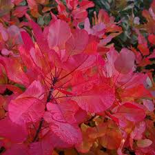 Does anyone have trouble with deer eating your coleus? Deer Resistant Finegardening