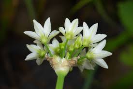 Image result for Nothoscordum borbonicum