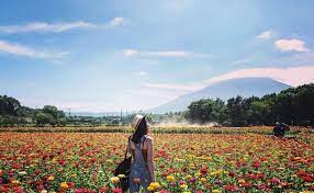  Foto Pemandangan Gunung Fuji Daftar Lengkap Itinerary Tokyo Osaka 8 Hari Mir Rais No1 Kel Kebun Bunga Hananomi Pemandangan Gunung Fuji Pemandangan Yang Indah