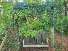 Image result for Smilax