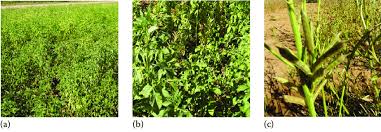 Image result for Cyamopsis