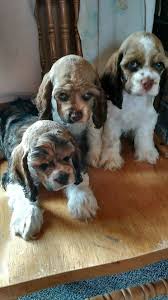 At times we may only have a few american cocker spaniel available so we do hope you check back soon to find and locate your new. Black Tan Cocker Spaniels Puppies For Sale At Penny Lane Cocker Spaniels