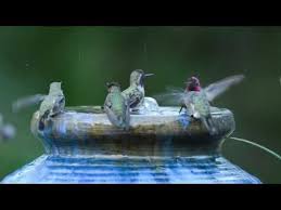Bird Bath Fountain For Hummingbirds Hummingbird Bath Bird Baths Homemade Humming Bird Bath Hummingbird Bird Bath