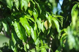 Check spelling or type a new query. Peach Tree Leaves Top Tips On Identifying Curing Problems