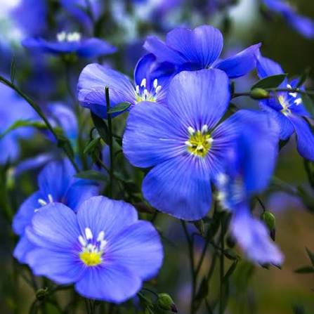 Appar Blue Flax, Linum perenne Appar | High Country Gardens
