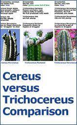 Cereus pachanoi, trichocereus pachanoi family: Trichocereus Pachanoi San Pedro Cactus San Pedro Cacti Cactus San Pedro