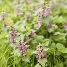 How to get rid of purple deadnettle. Lawn Invasion Henbit Green Lawn Fertilizing