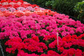 Image result for foto muškáty