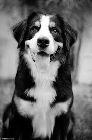 Bernese Mountain Dog Black And White Aslam Bernese Mountain Dog Bernese Mountain Dog Dogs Raining Cats And Dogs