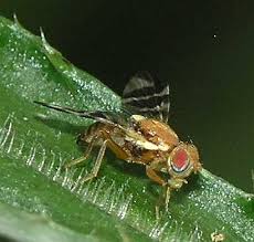 Image result for Rhagoletis completa