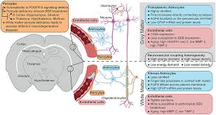 Creada por brian young, producida por joanne lee (productora de la serie original) y dirigida por lisa james larsson y hannah quinn. Frontiers Location Matters Navigating Regional Heterogeneity Of The Neurovascular Unit Cellular Neuroscience