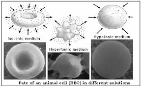 Animal cell biology all the lectures complete, also contains exam questions and the response lecture question hour before the exam. Absorption By Roots The Processes Involved Icse Class 10 Biology