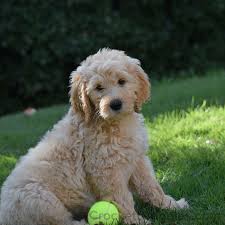 Find goldendoodle in dogs & puppies for rehoming | 🐶 find dogs and puppies locally for sale or adoption in ontario : Playful Medium Apricot Goldendoodle Goldendoodle Breeders Labradoodle Puppy Labradoodle Vs Goldendoodle