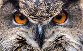 While this sounds like a healthy population, it is not, and their overall numbers have continued to trend downward. An Adult Eurasian Eagle Owl In All Of Its Majesty Piercing Orange Stock Photo Picture And Royalty Free Image Image 20523883