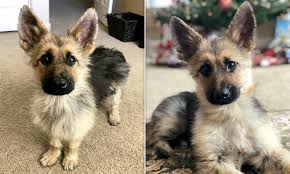 4 males and (1 female $3,200) this designer breed makes a superb family companion. Adult German Shepherd Dog With Rare Condition Looks Like Puppy Daily Mail Online