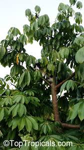 Image result for Schefflera