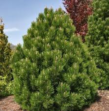 Most dwarf conifers can grow and thrive in containers, too. Mail Order Conifer Nursery Of Dwarf And Miniature Conifers Japanese Maples Bonsai And Fairy Garden Plants Visitors Fairy Garden Plants Mint Truffles Plants