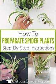 How To Propagate Spider Plants Complete Step By Step Guide Spider Plants Spider Plant Babies Plants