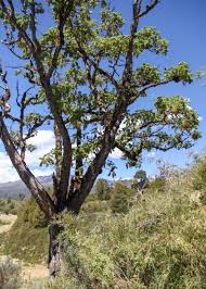 Image result for Hagenia abyssinica