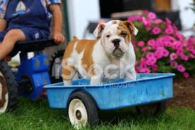 Only guaranteed quality, healthy if you want a dog that's big and solidly built, but so chilled out and loving then look no further. English Bulldog Puppy Standing On Toy Trailer Stock Photos Freeimages Com