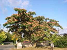 White flowering trees identification nz. Ornamental Trees
