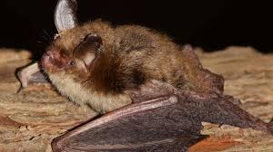 Image result for Cyperus laevigatus